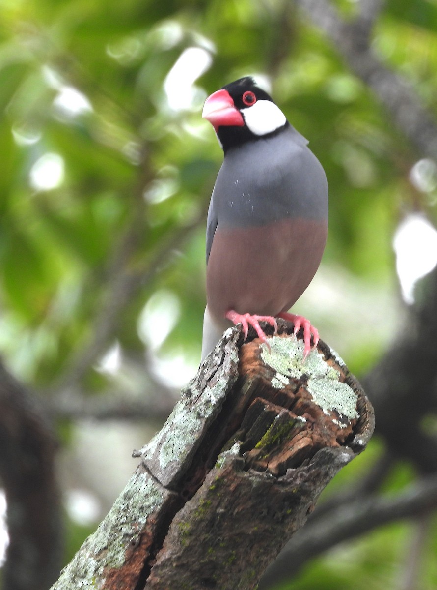 Java Sparrow - ML615772404