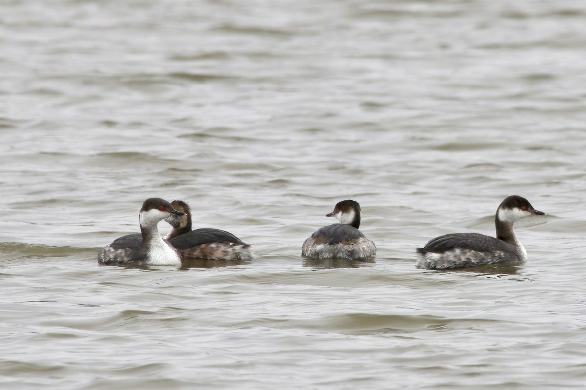 Horned Grebe - ML615772415