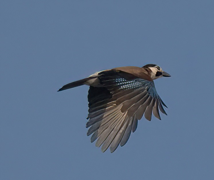 Eurasian Jay - DAB DAB