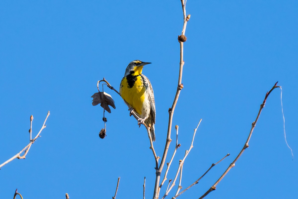 Western Meadowlark - ML615772418