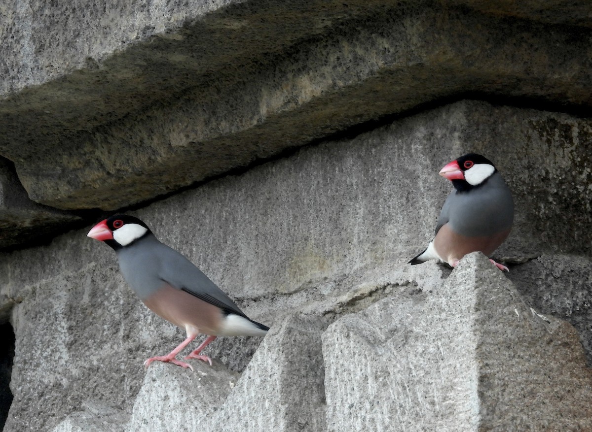 Java Sparrow - ML615772445