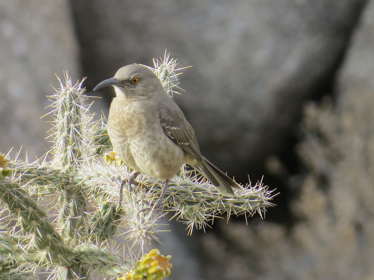 Curve-billed Thrasher - ML615772449