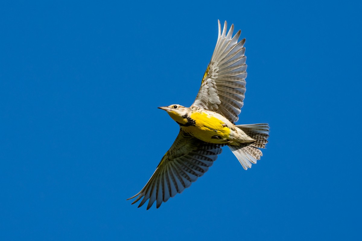 Western Meadowlark - ML615772523