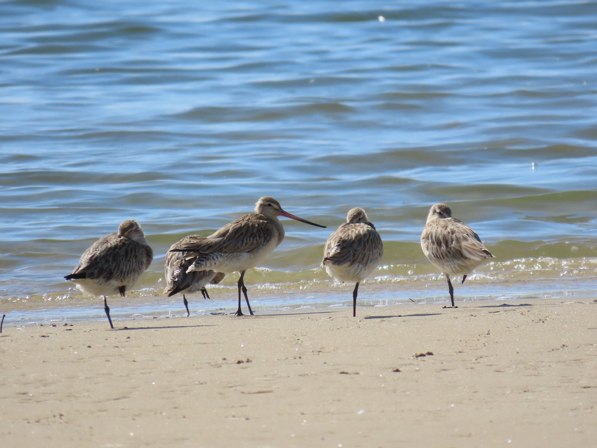 Bar-tailed Godwit - ML615772618