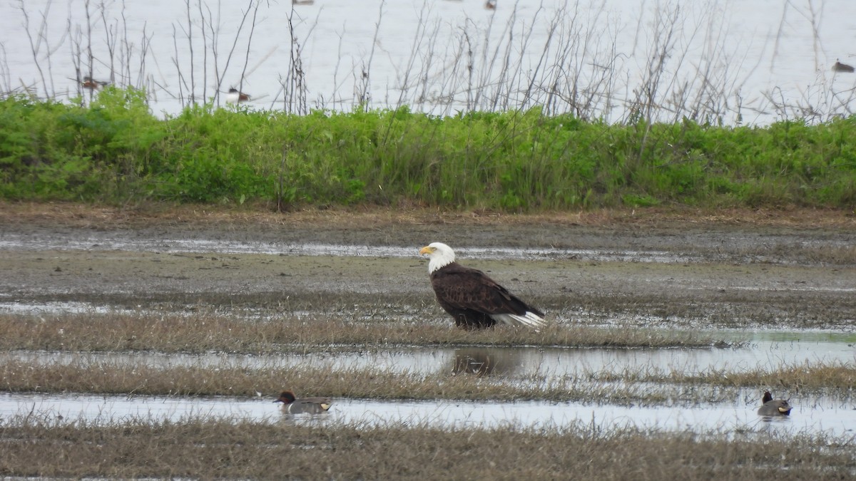 Bald Eagle - ML615772656