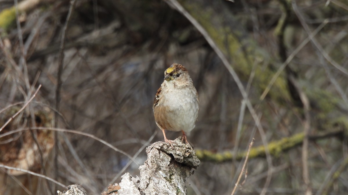 Golden-crowned Sparrow - ML615772677