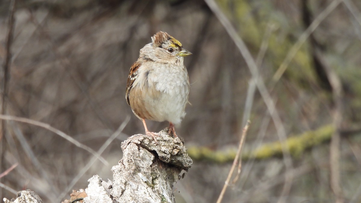 Golden-crowned Sparrow - ML615772678