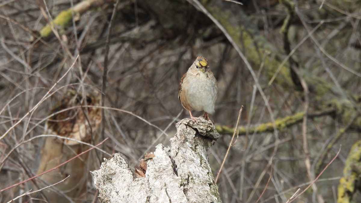 Golden-crowned Sparrow - ML615772679