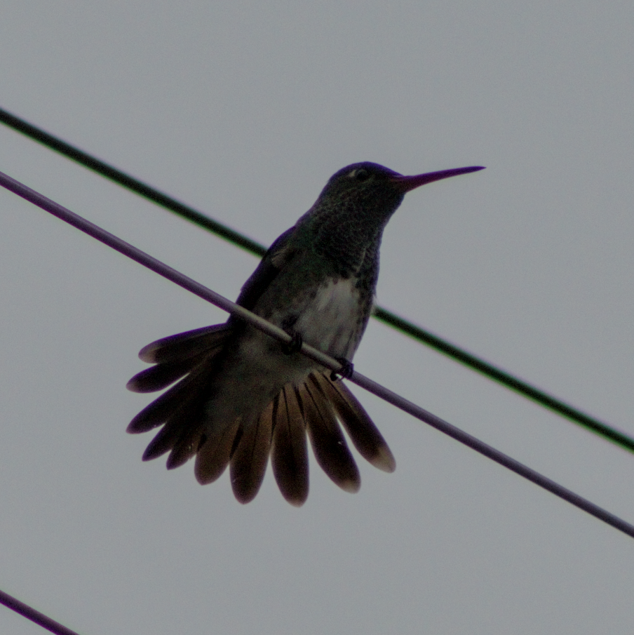 Sombre Hummingbird - ML615772690