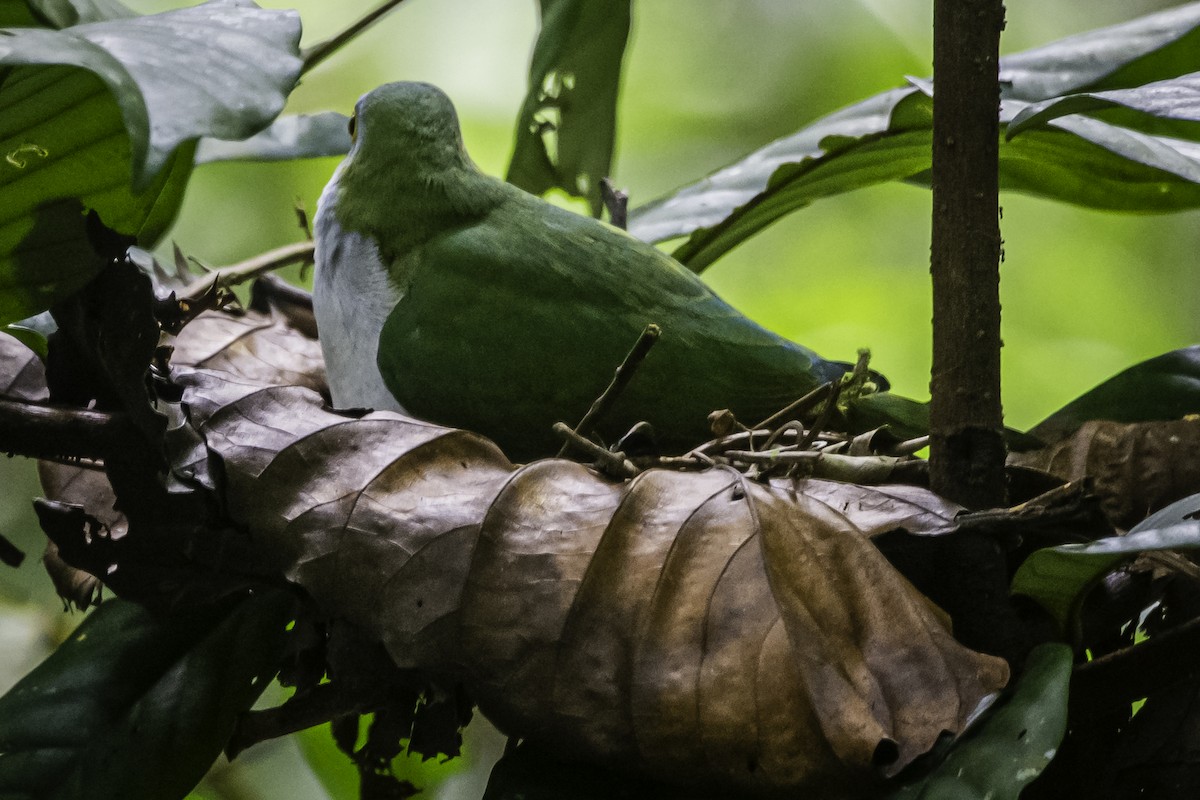 Beautiful Fruit-Dove - ML615772701