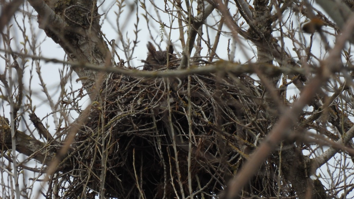 Great Horned Owl - ML615772787