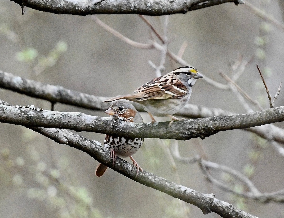 Fox Sparrow - ML615772820