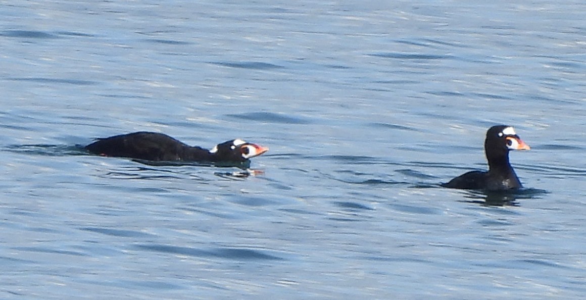 Surf Scoter - ML615772872