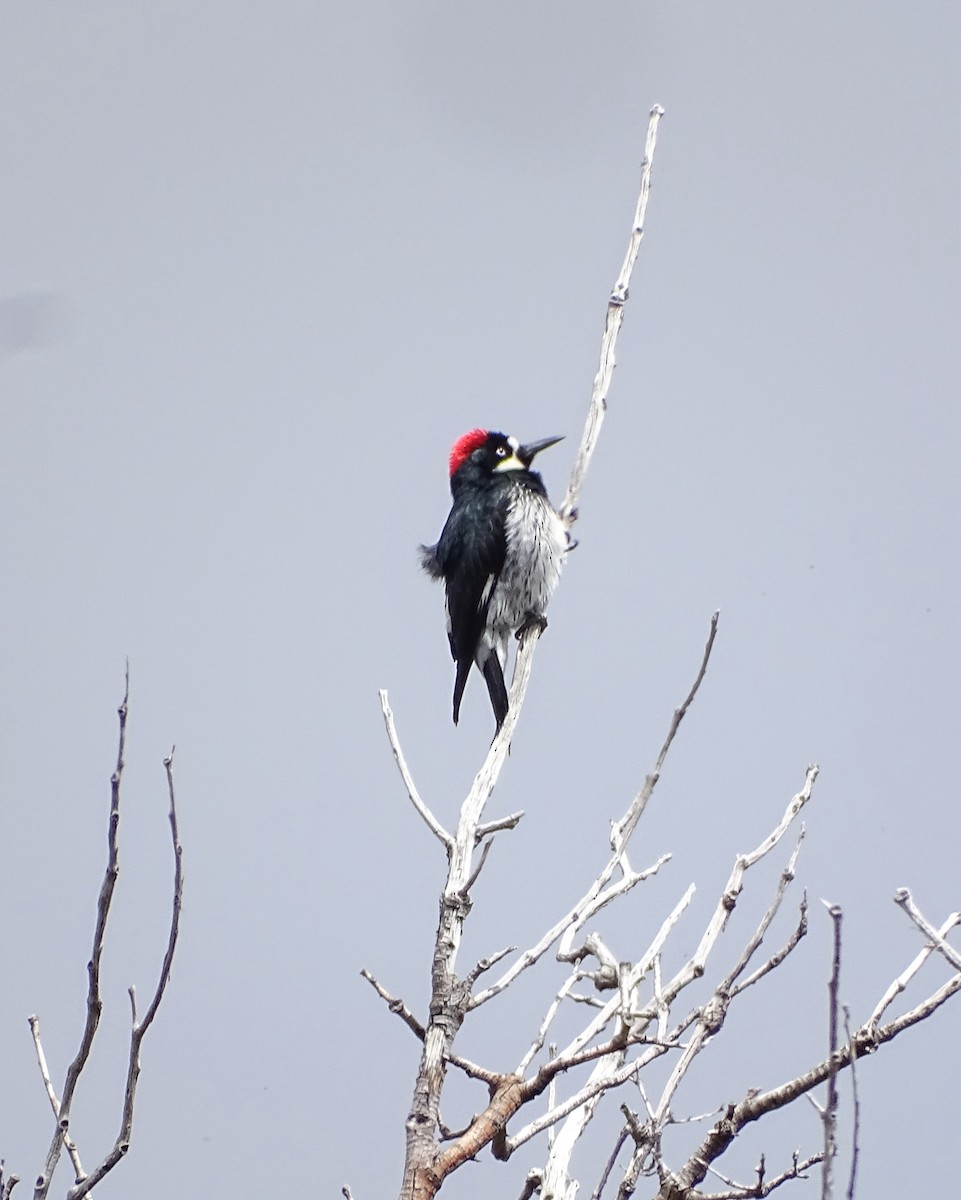 Acorn Woodpecker - ML615772904