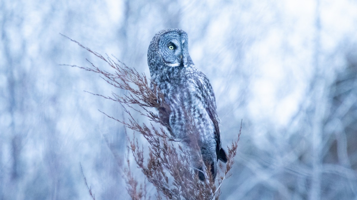 Great Gray Owl - ML615772912