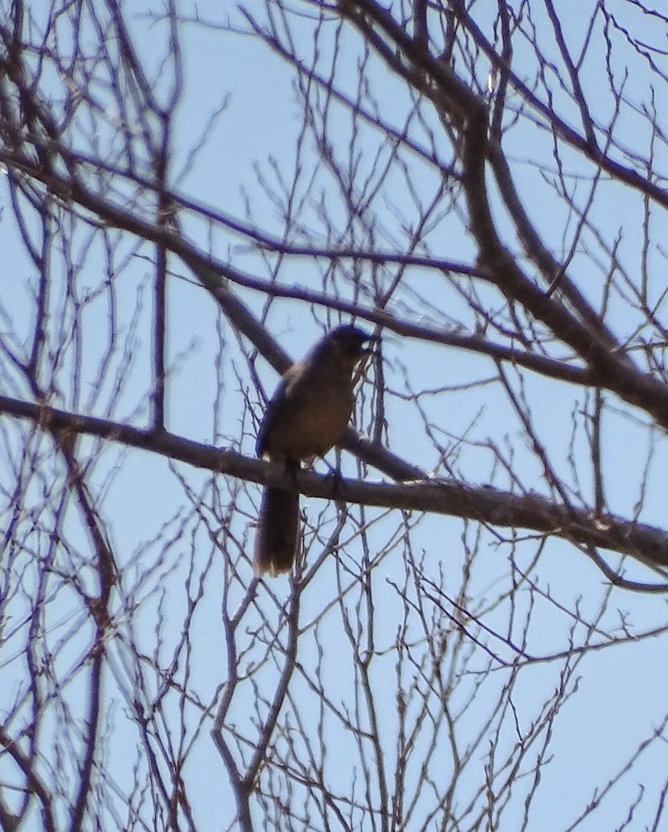 California Thrasher - ML615772926