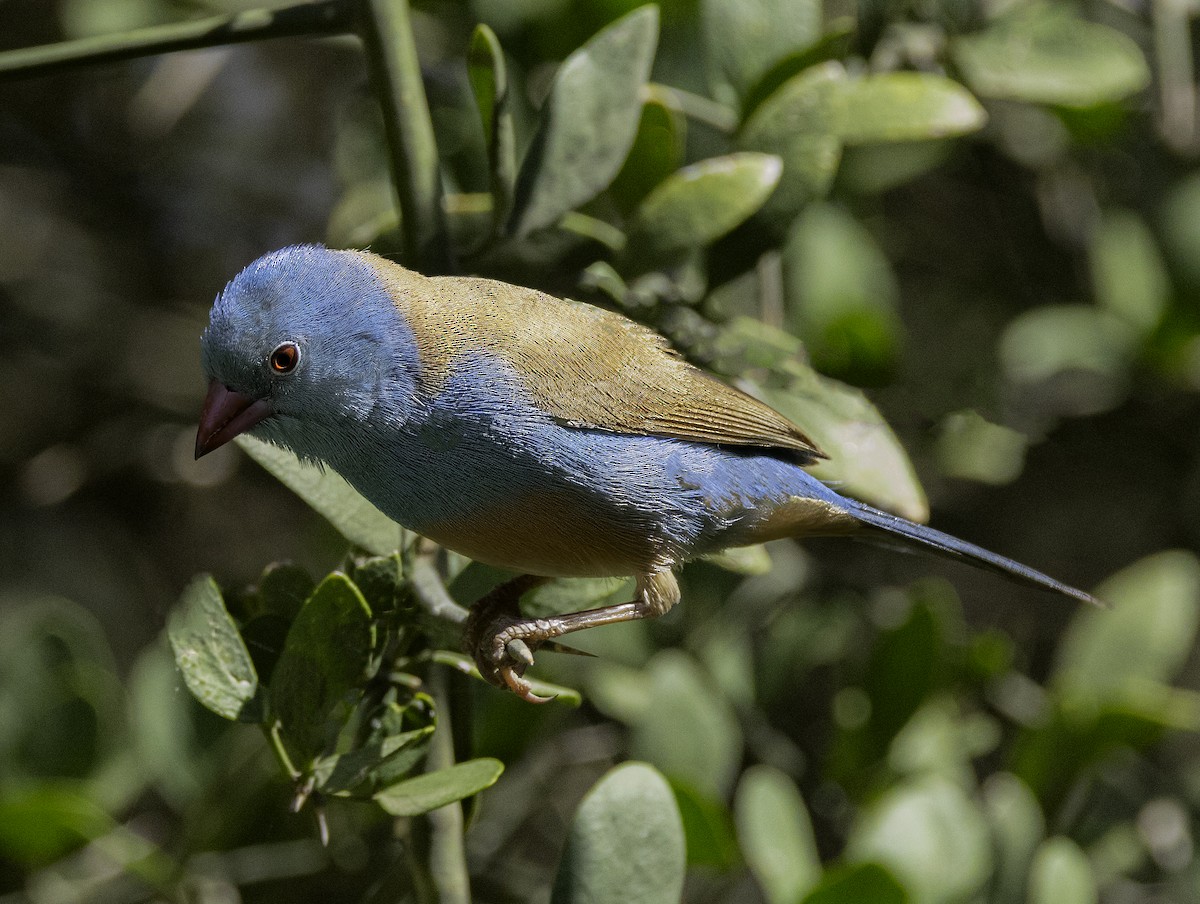 Blue-capped Cordonbleu - Julie Morgan