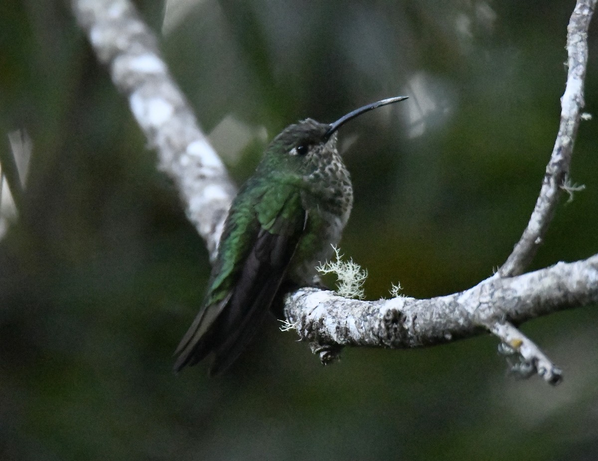 fløyelsbrystkolibri - ML615772933