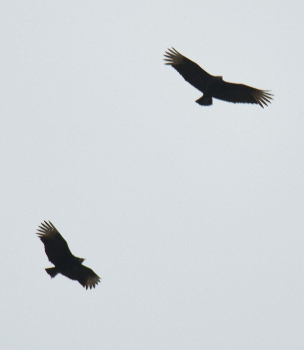 Black Vulture - ML615772942