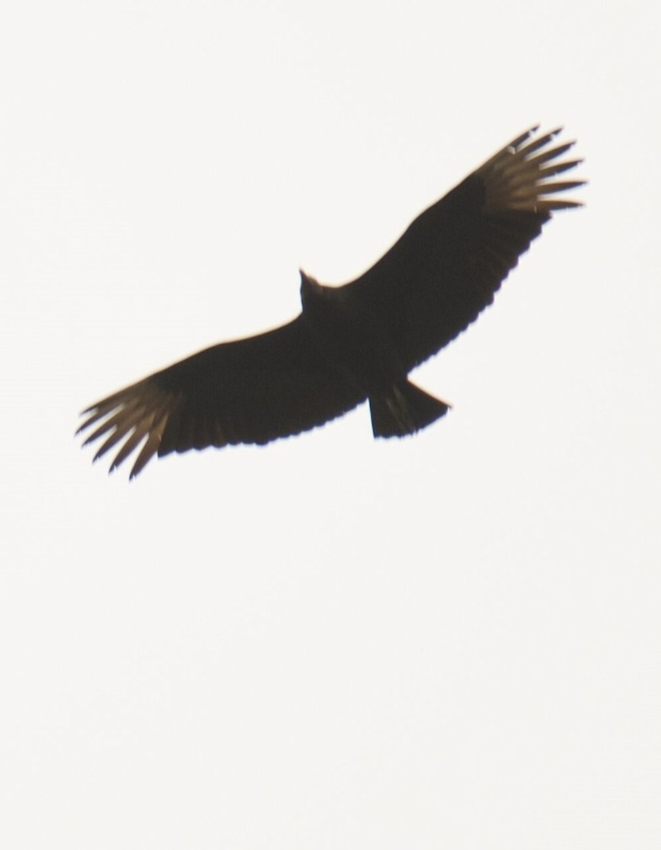 Black Vulture - ML615772943
