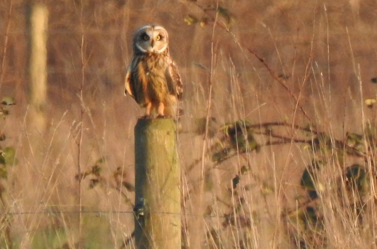 Hibou des marais - ML615772946