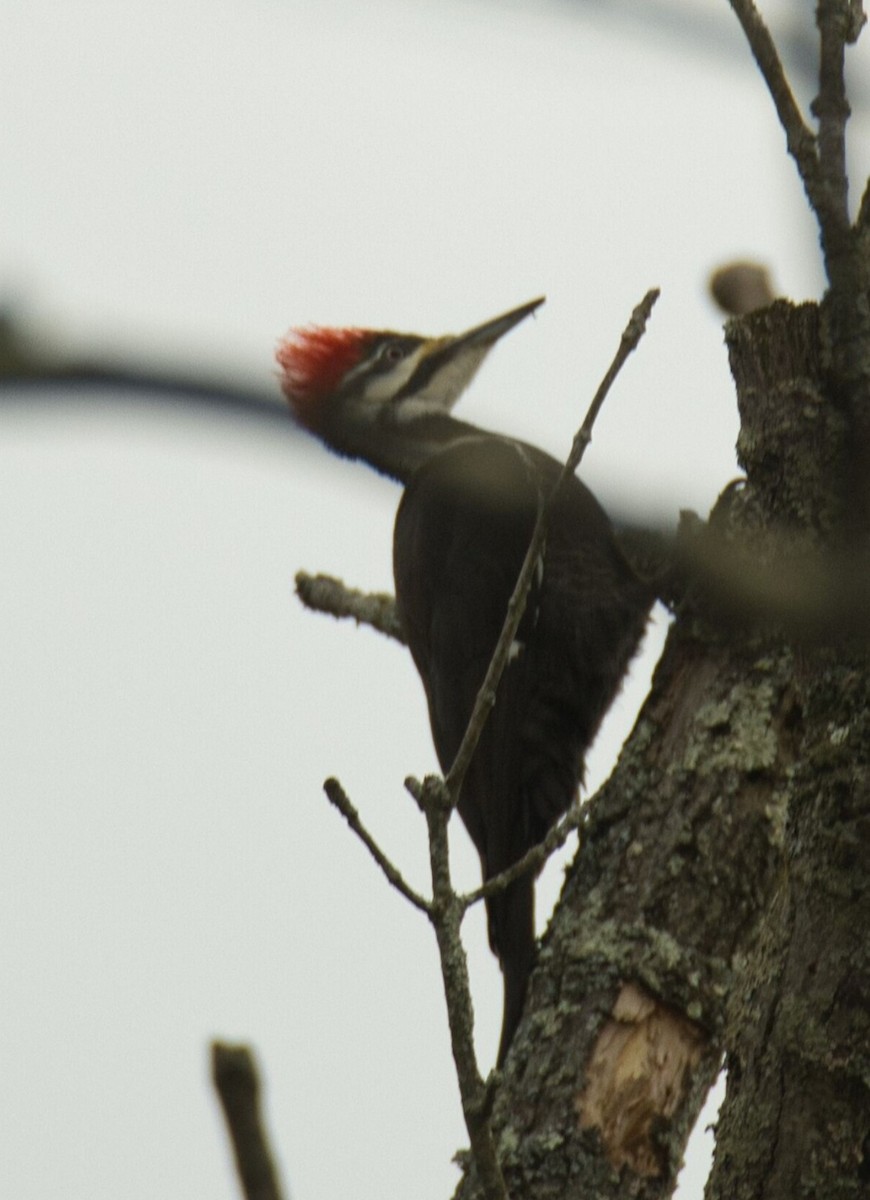 Pileated Woodpecker - ML615772953