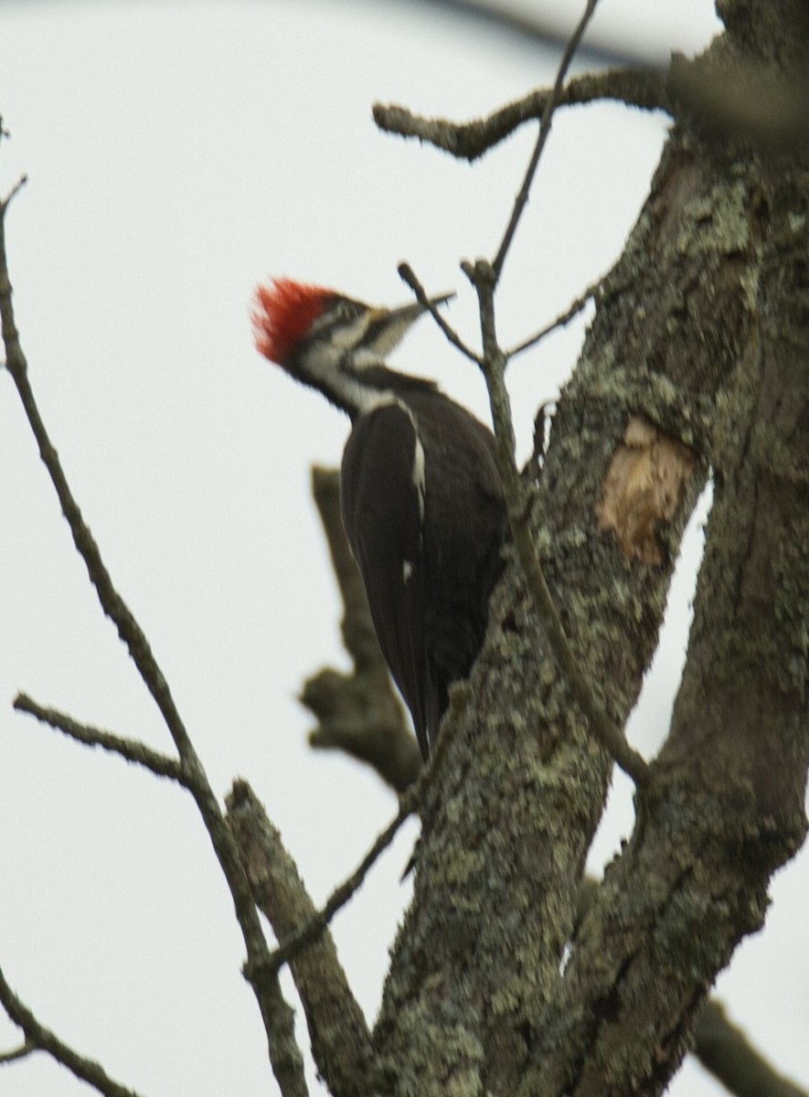 Pileated Woodpecker - ML615772954