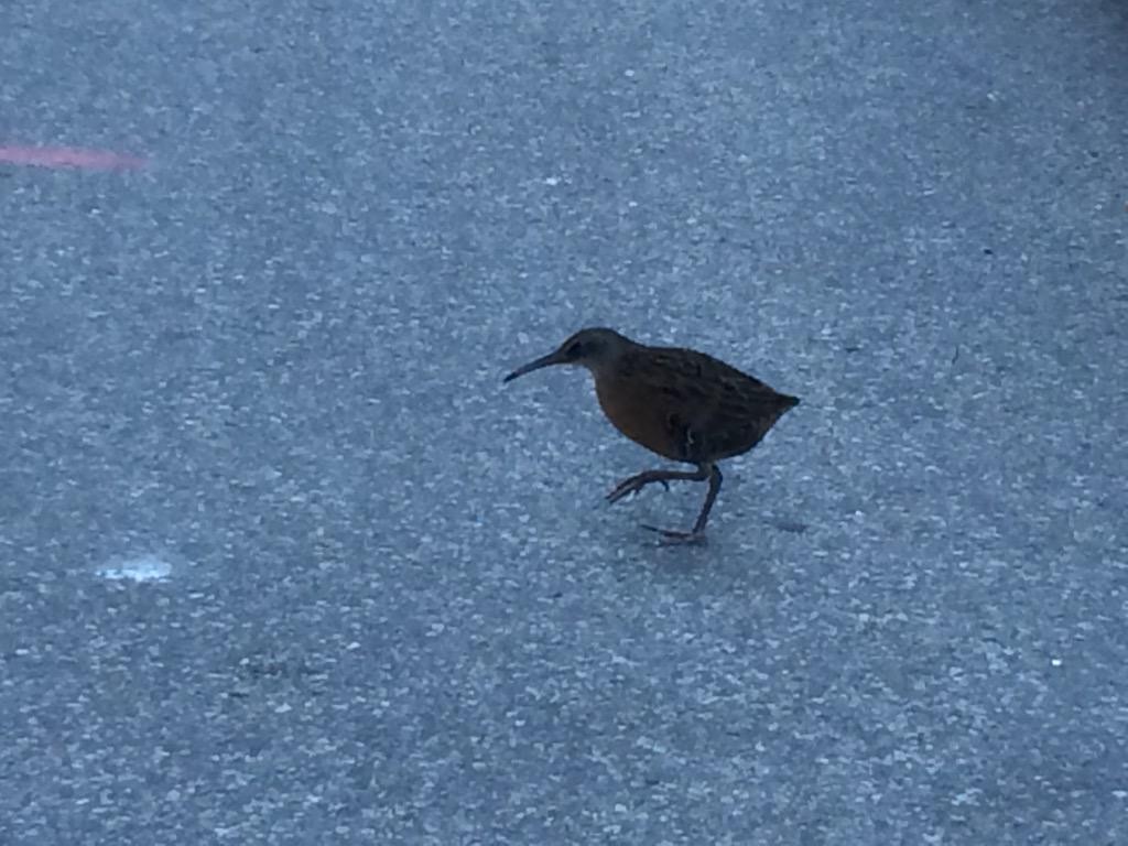 Virginia Rail - ML615772963