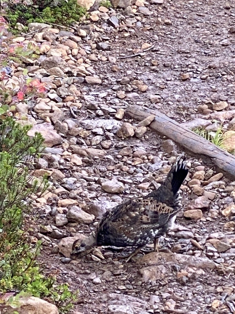 Sooty Grouse - ML615772964