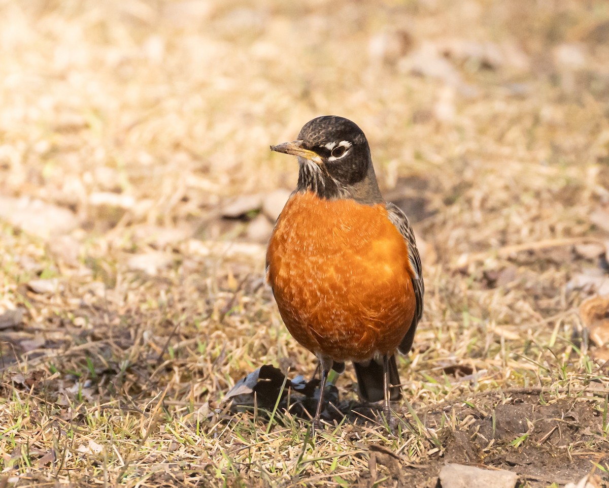 American Robin - ML615772975