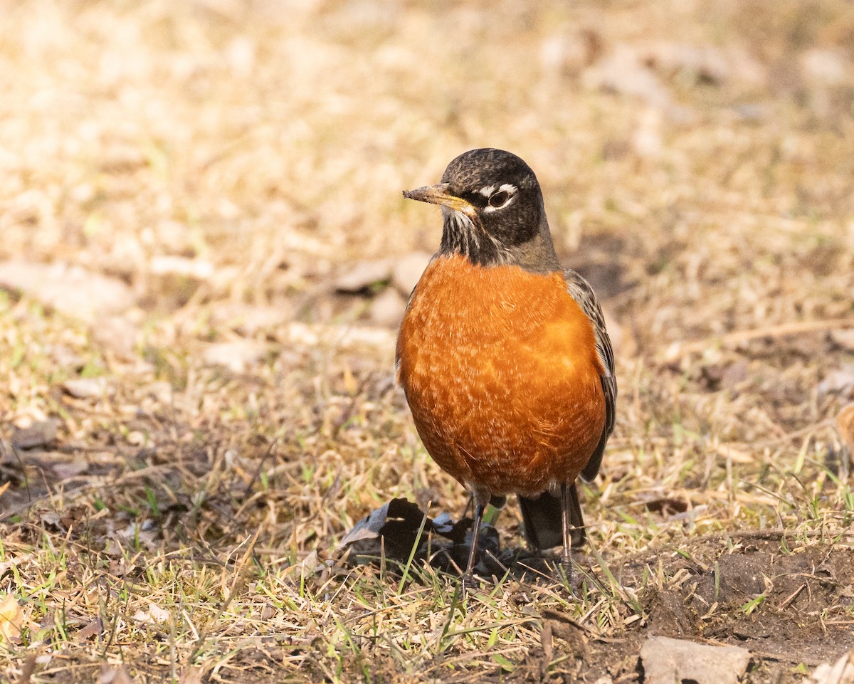 American Robin - ML615772976