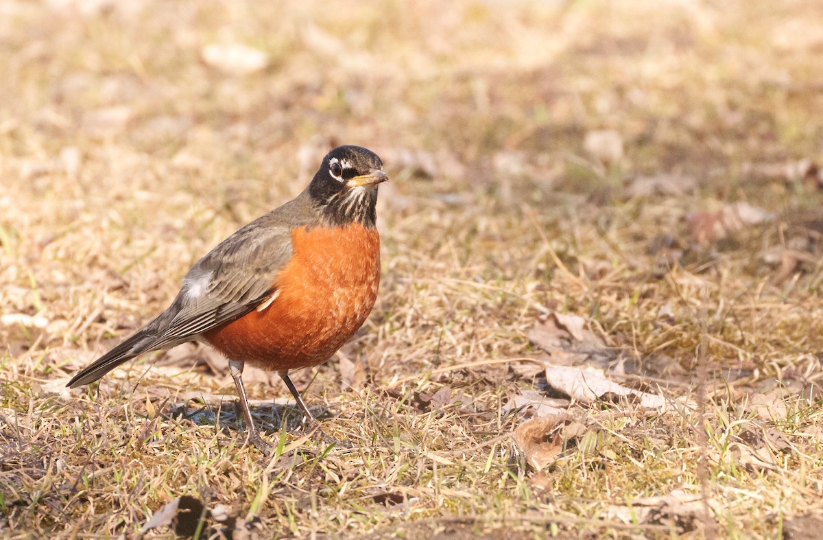 American Robin - ML615772977