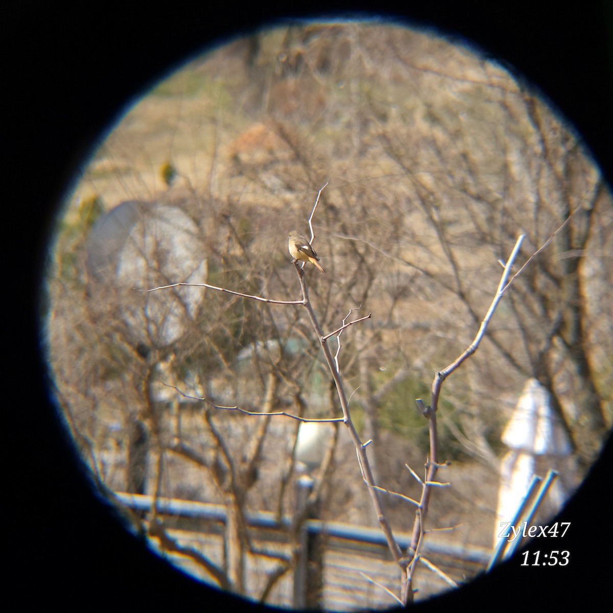 Daurian Redstart - Dusky Thrush《Zylex47》