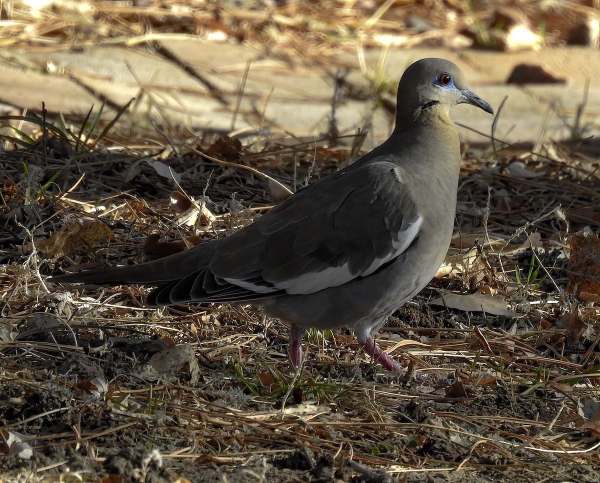 White-winged Dove - ML615773037