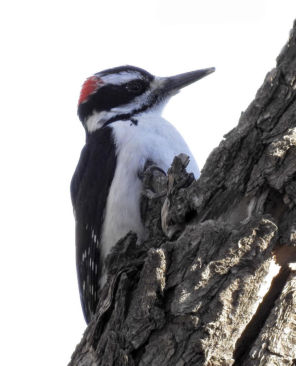 Hairy Woodpecker - Van Truan