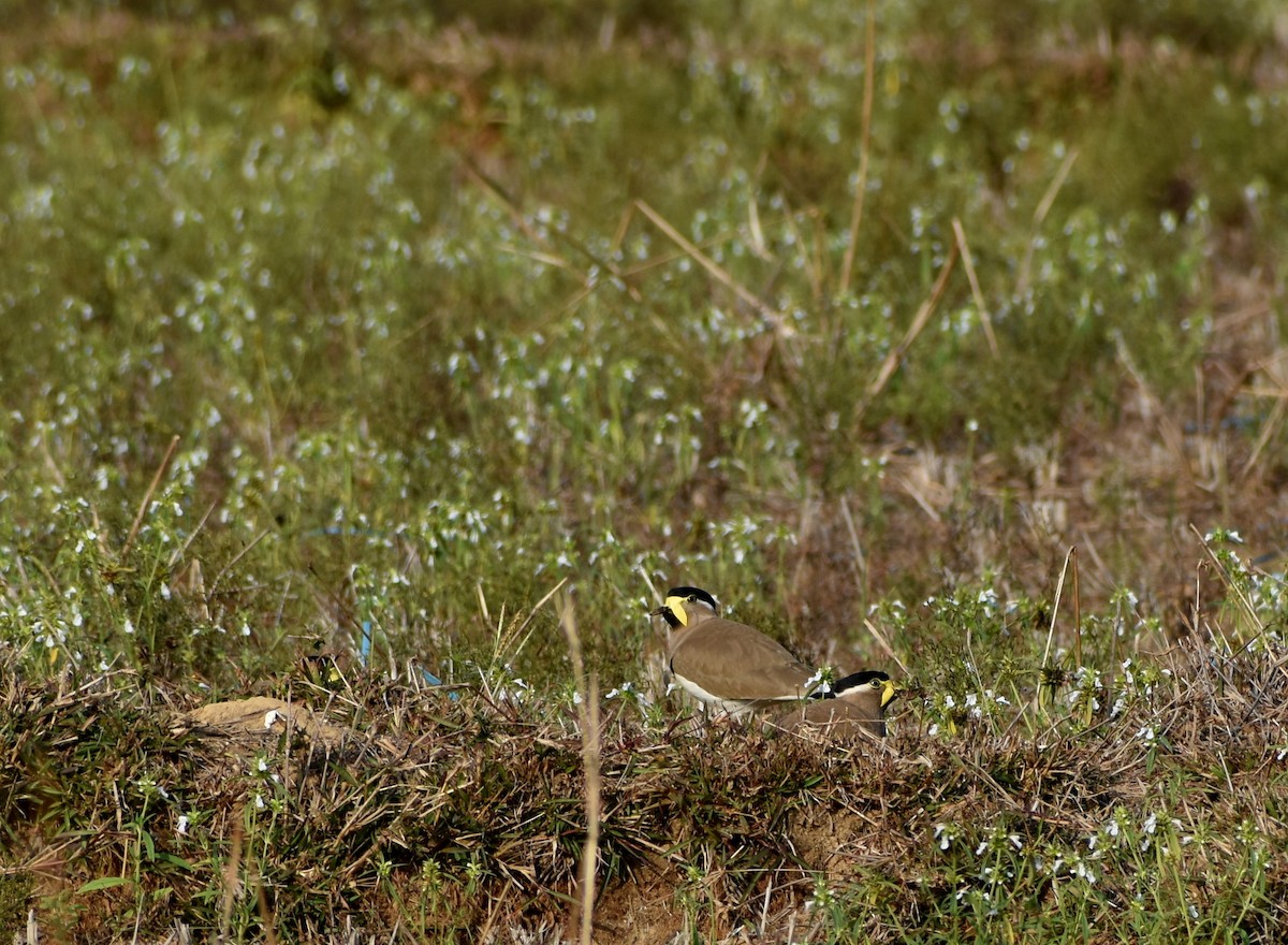 Yellow-wattled Lapwing - ML615773049