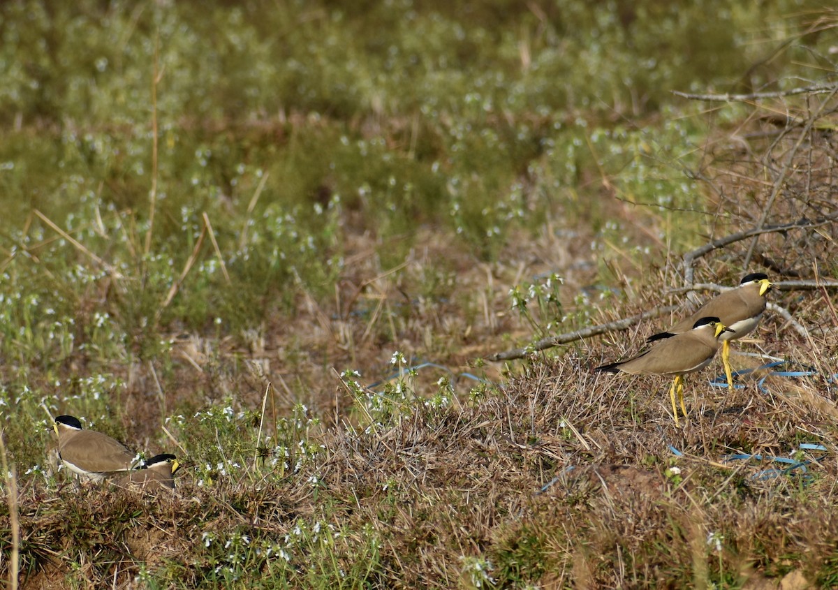 Yellow-wattled Lapwing - ML615773050