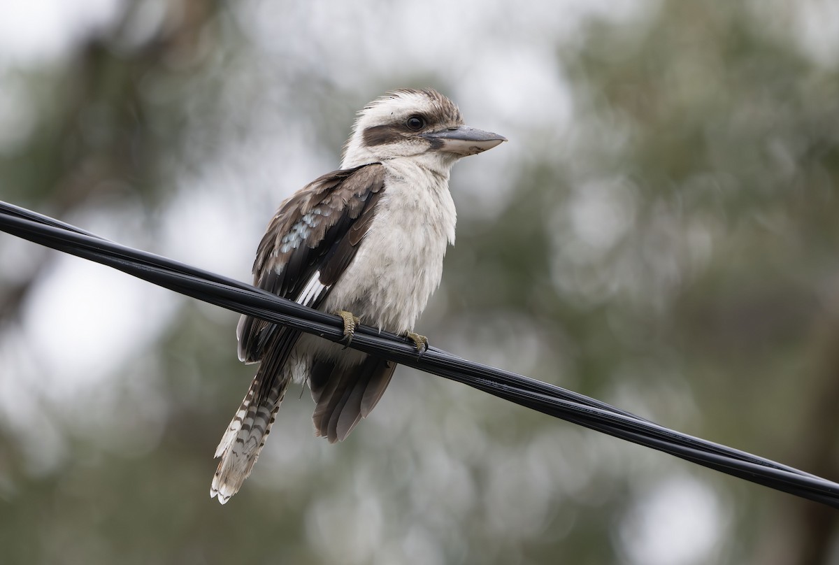 Laughing Kookaburra - Philip Griffin