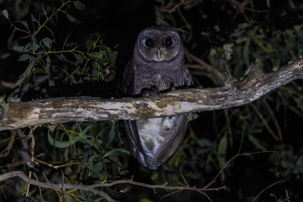 Sooty Owl (Greater) - ML615773169