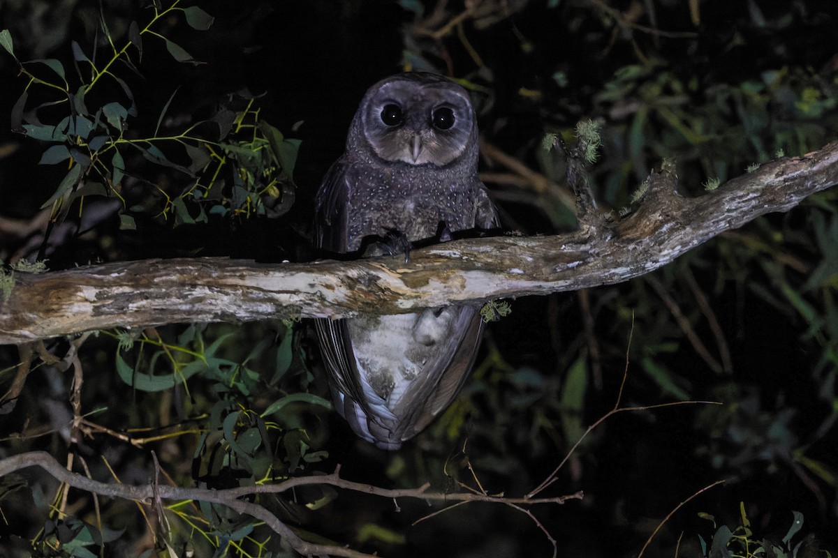 Sooty Owl (Greater) - ML615773170