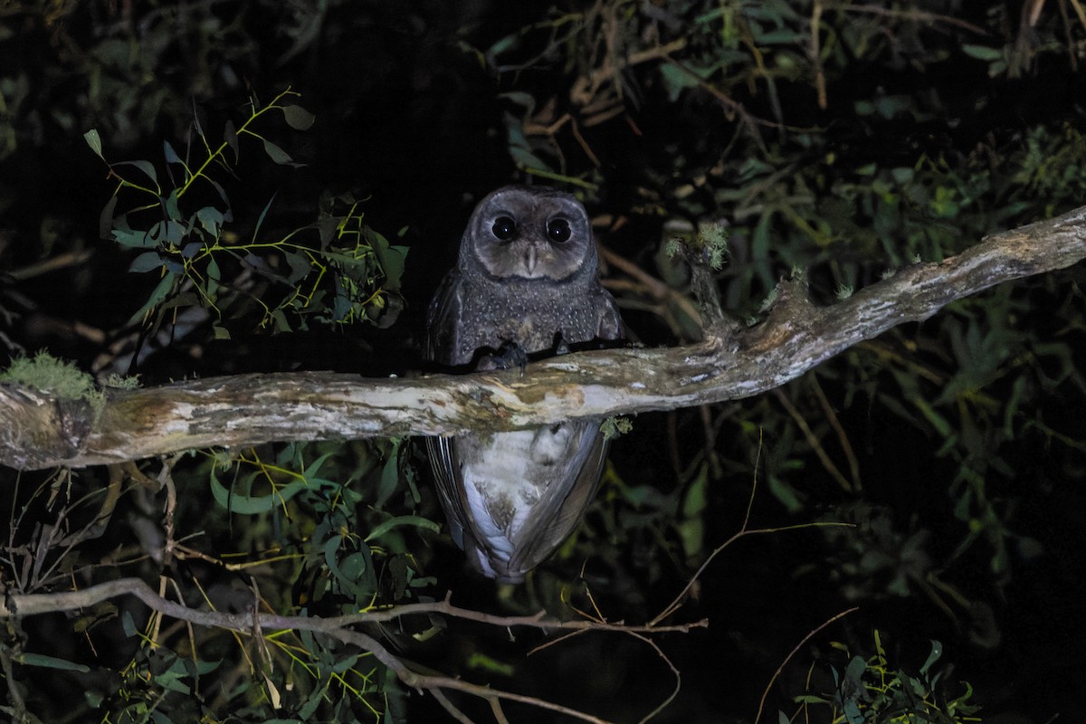 Lechuza Tenebrosa (arfaki) - ML615773171