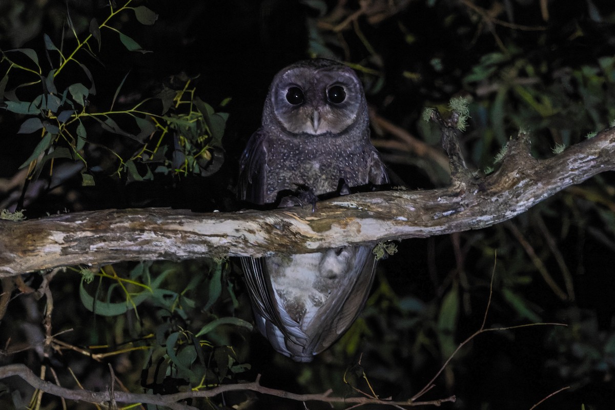Sooty Owl (Greater) - ML615773172