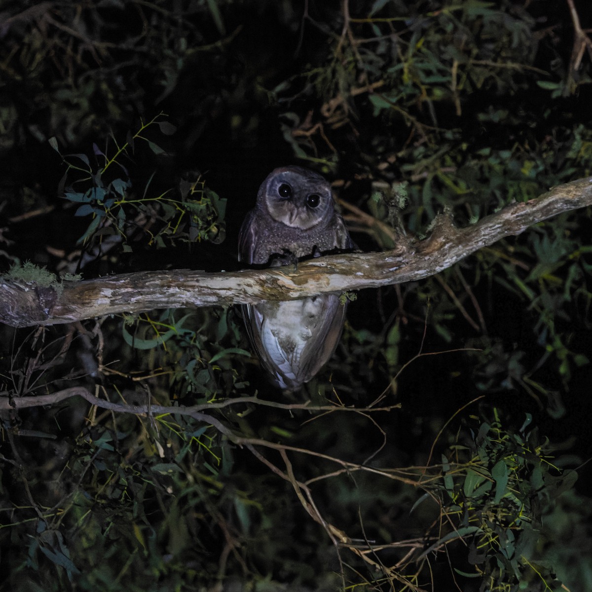 Sooty Owl (Greater) - ML615773174