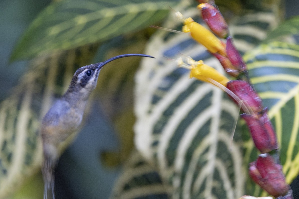 Tawny-bellied Hermit - ML615773202