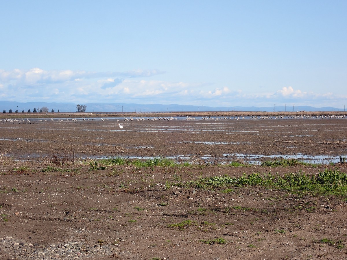 Sandhill Crane - ML615773211