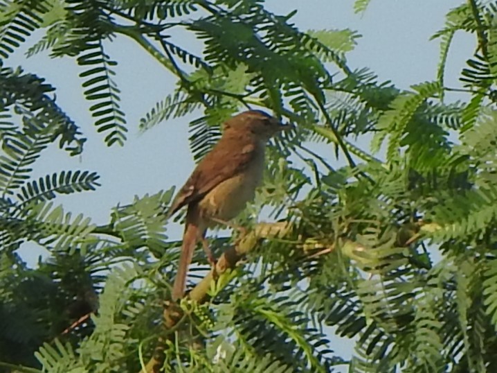 Sykes's Warbler - Arulvelan Thillainayagam