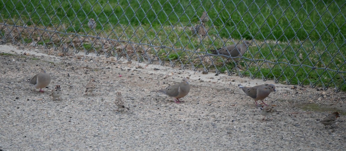 Mourning Dove - ML615773298