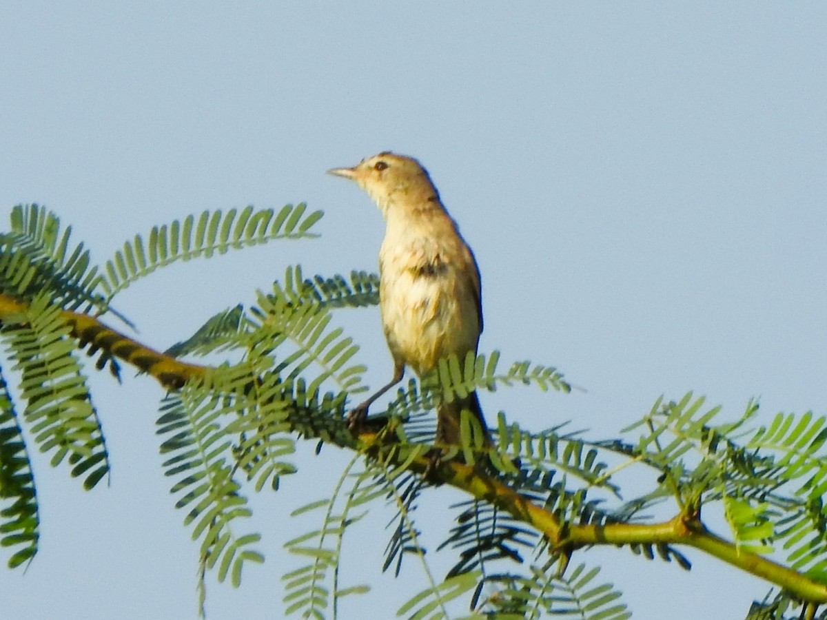 Sykes's Warbler - ML615773303