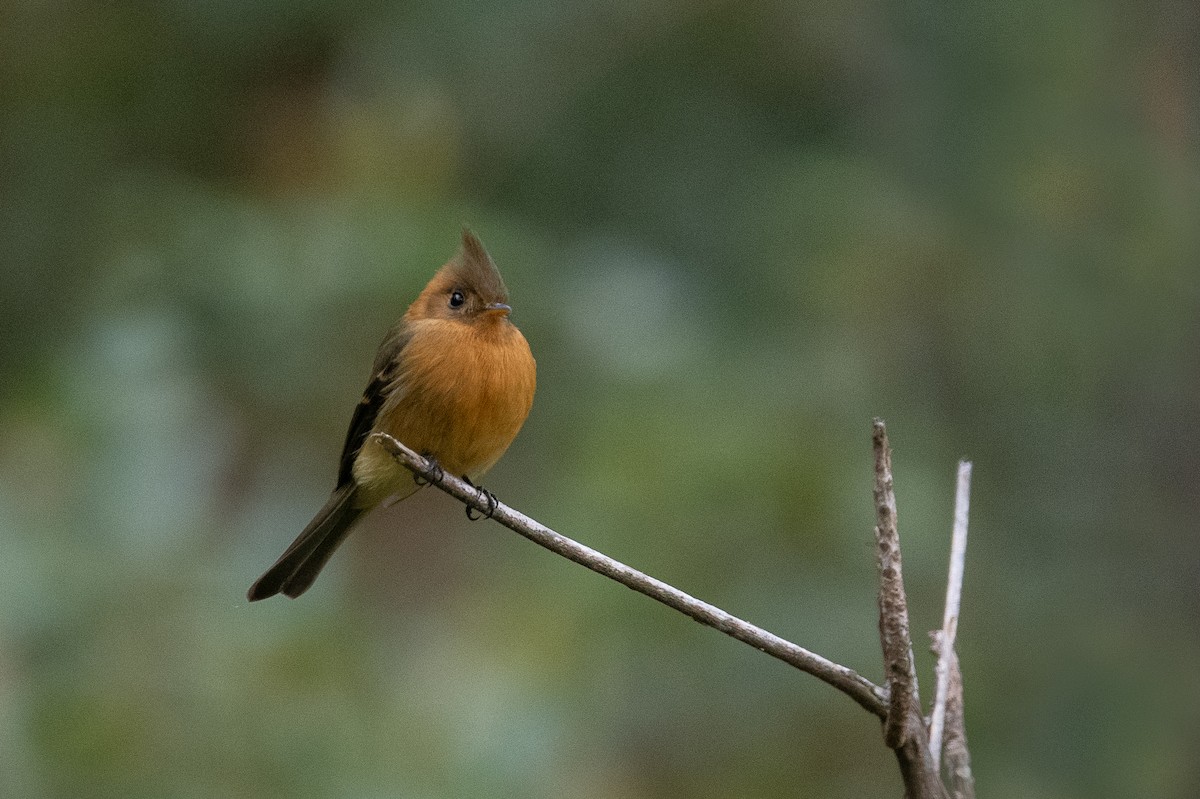 Kuzey Sorguçlu Sinekkapan (phaeocercus/tenuirostris) - ML615773334