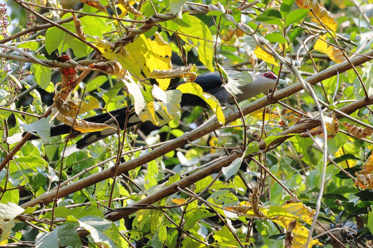 Green-billed Malkoha - ML615773393